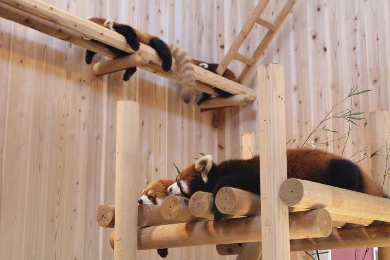 About Nishiyama Park and Red Pandas in Sabae Japan 2