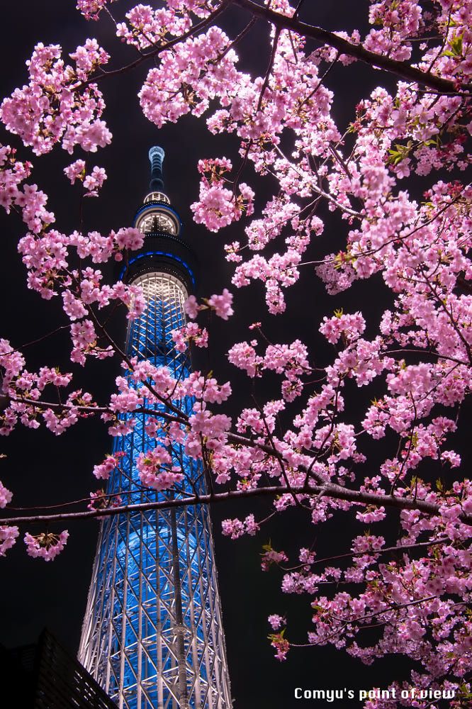 All About NAKED Sakura Night Garden In Japan