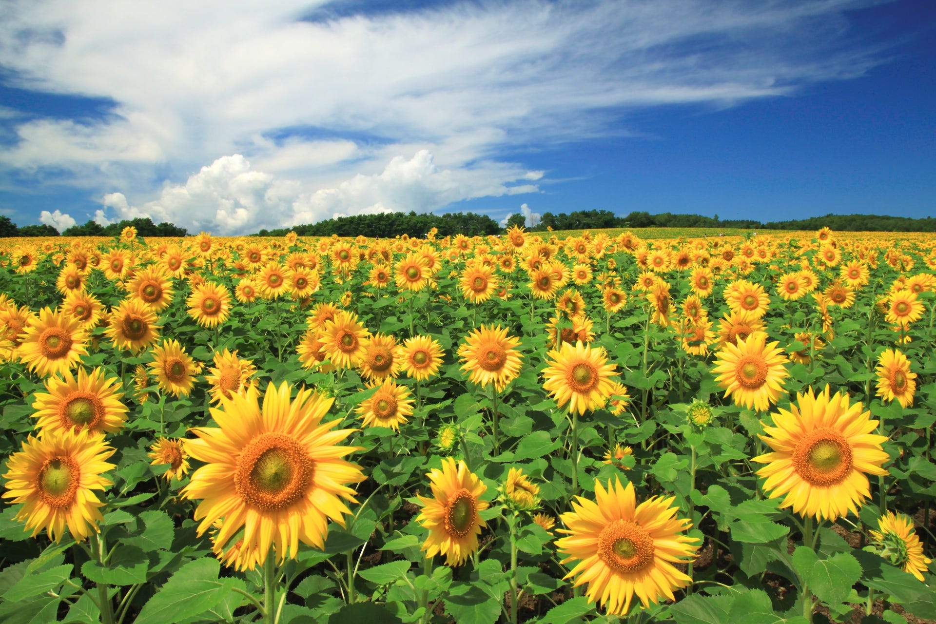 Alles auf den Sonnenblumen im Hokkaido Palette Hill in Japan
