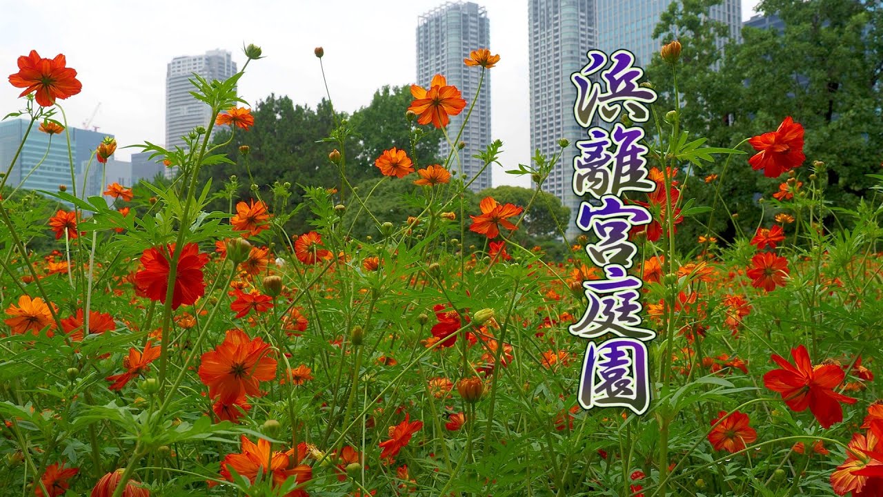 Recherchez 5 points pour profiter de Cosmos Flowers Japan 2024