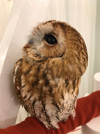 All about Akiba Fukuro – The Owl Cafe in Japan