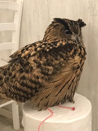 All about Akiba Fukuro - The Owl Cafe in Japan 2