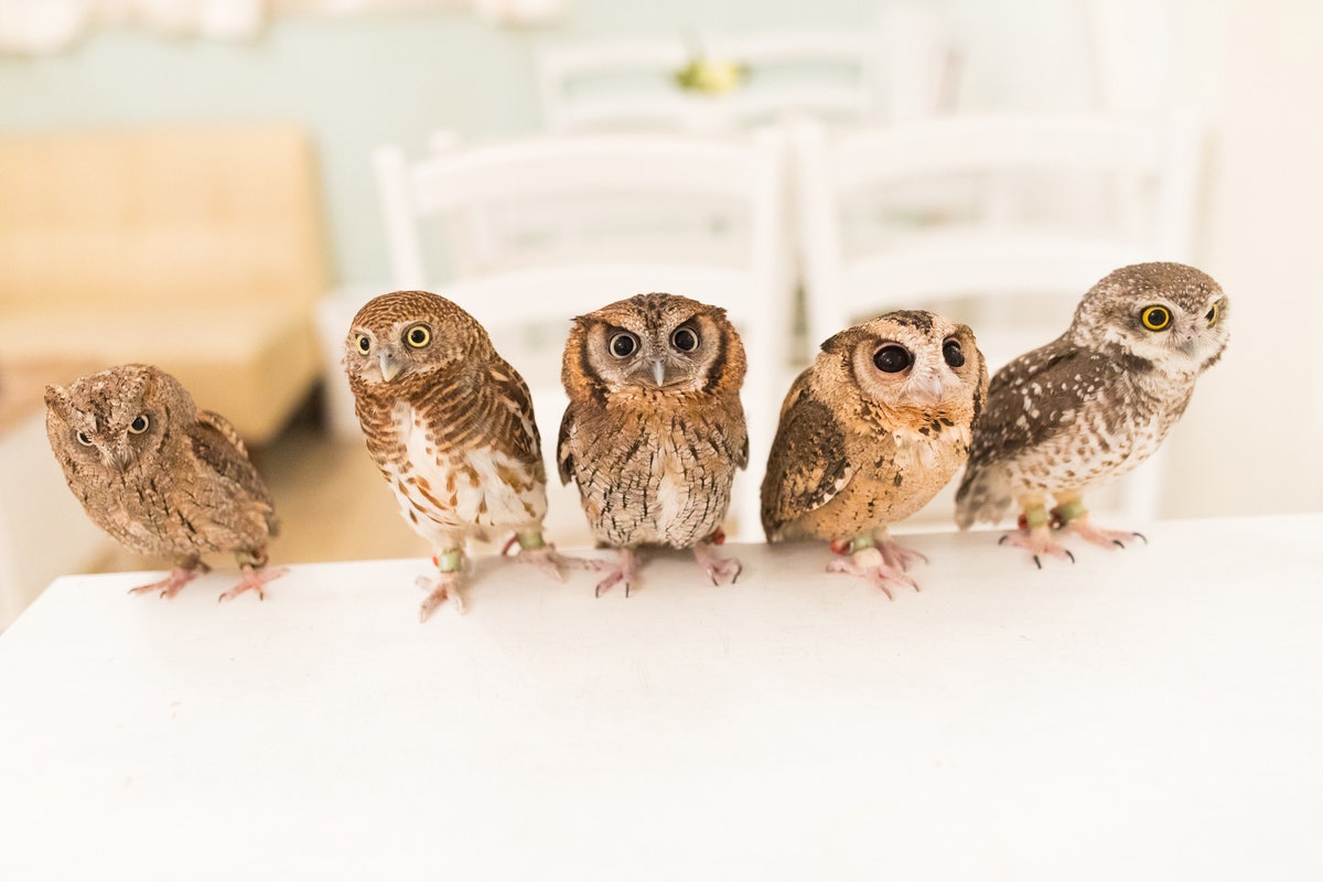 All about Akiba Fukuro - The Owl Cafe in Japan 3