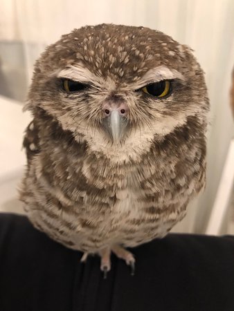 All about Akiba Fukuro - The Owl Cafe in Japan 4