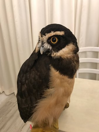 All about Akiba Fukuro - The Owl Cafe in Japan 5