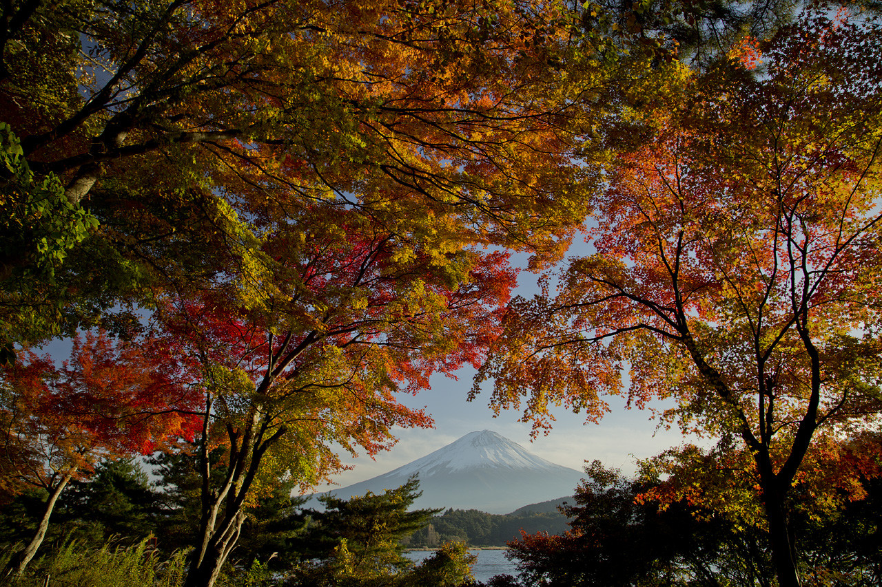 広島のムミジエイプルが日本で葉を去ることについて