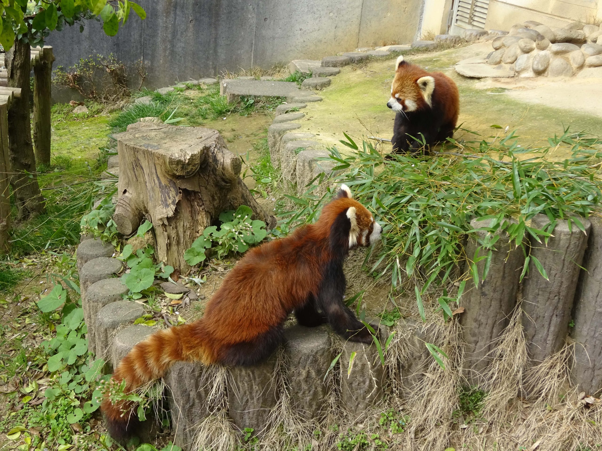 Sabae Japan Nishiyama Park và Red Panda