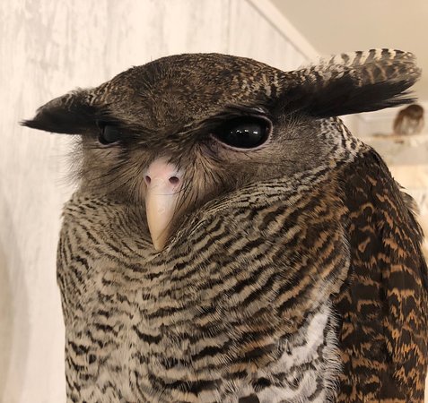 Coming with Akiba Fukuro – The Owl Cafe in Japan