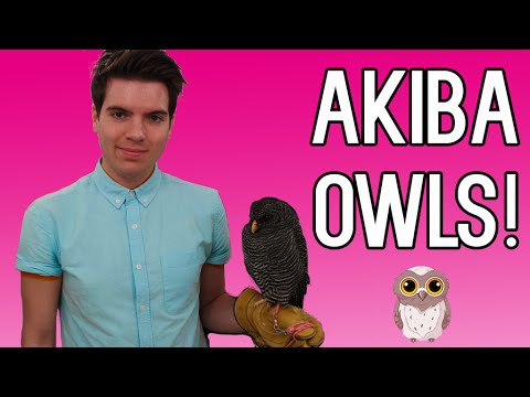 Coming with Akiba Fukuro - The Owl Cafe in Japan 2