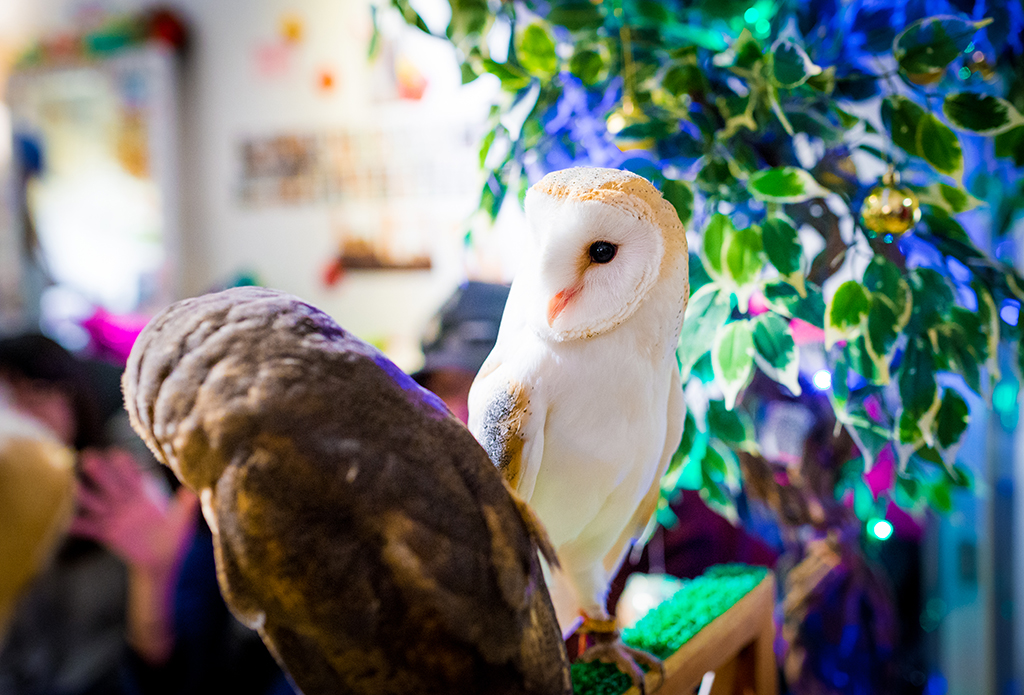 Coming with Akiba Fukuro - The Owl Cafe in Japan 4
