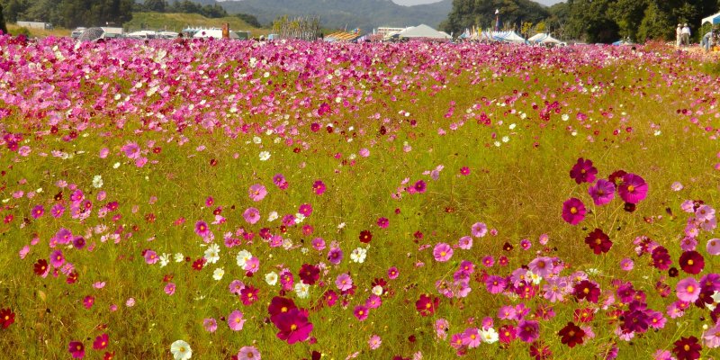 Coming with Hokubō Cosmos Festival Japan 2024 4