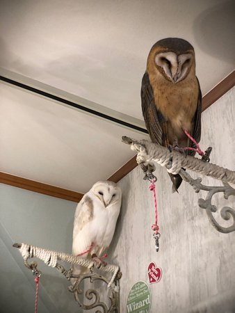 ค้นพบ Akiba Fukuro – The Owl Cafe ในญี่ปุ่น