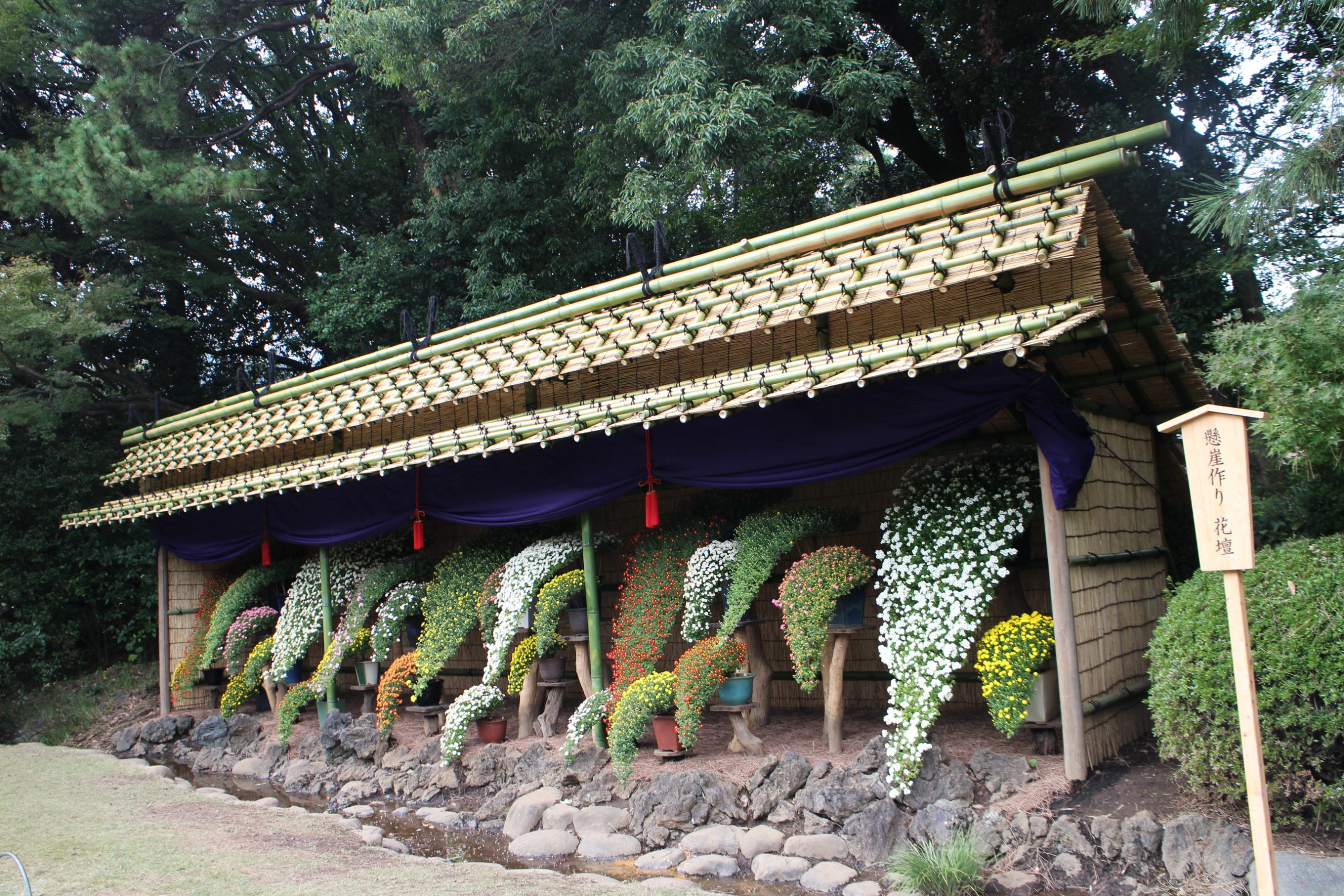 A proposito di Chrysanthemum Exhibit a Sankeien Japan