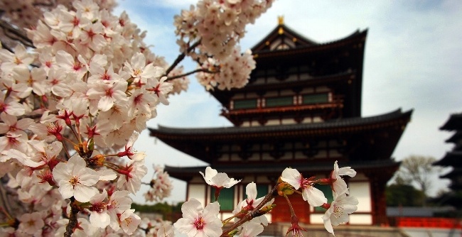 일본에서 도쿄 사쿠라 정원 봄 축제 발견