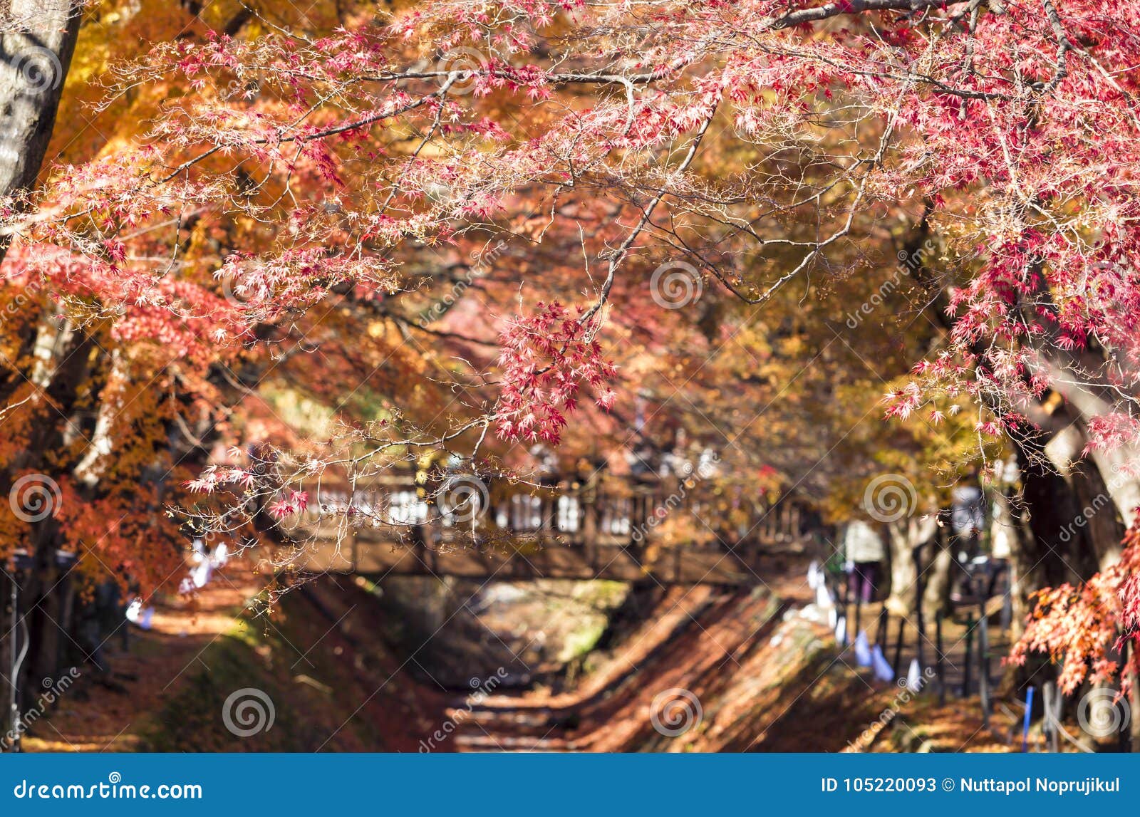 Exploring Maples Corridor at Kawaguchi-ko Japan 2024