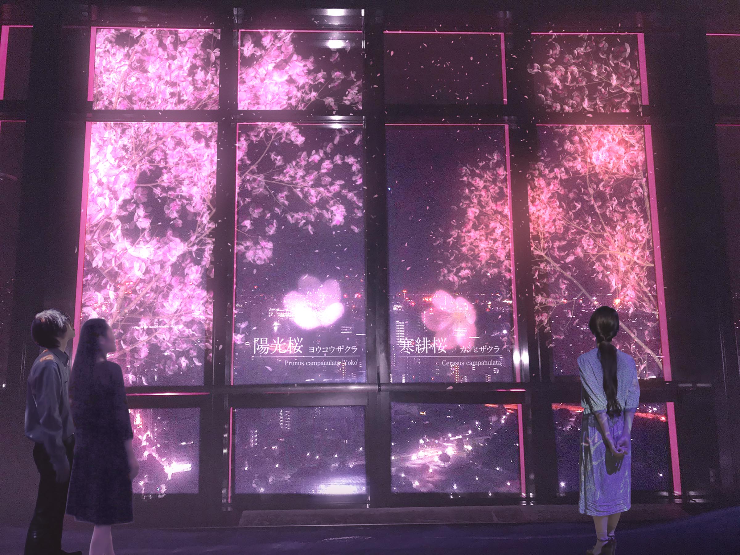 Exploring NAKED Sakura Night Garden Japan 2024 2
