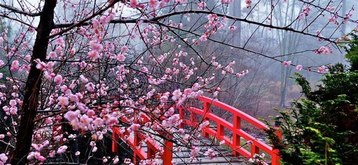 Esplorare il Tokyo Sakura Garden Spring Festival in Giappone