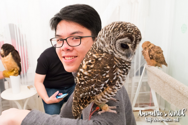 UP AKIBA FUKURO – The Owl Cafe Japan