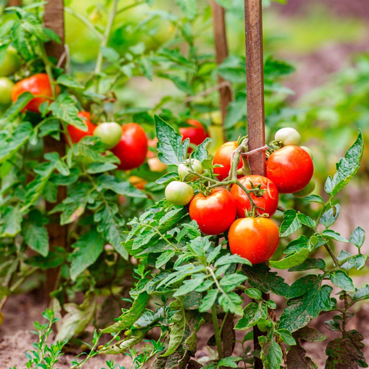 이 10 개의 간단한 힌트를 가진 보스처럼 토마토를 키우십시오.