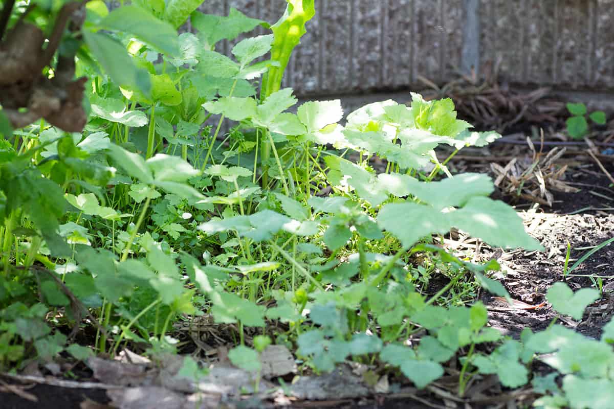 Wie man Mitsuba in Ihrem Kräutergarten kultiviert