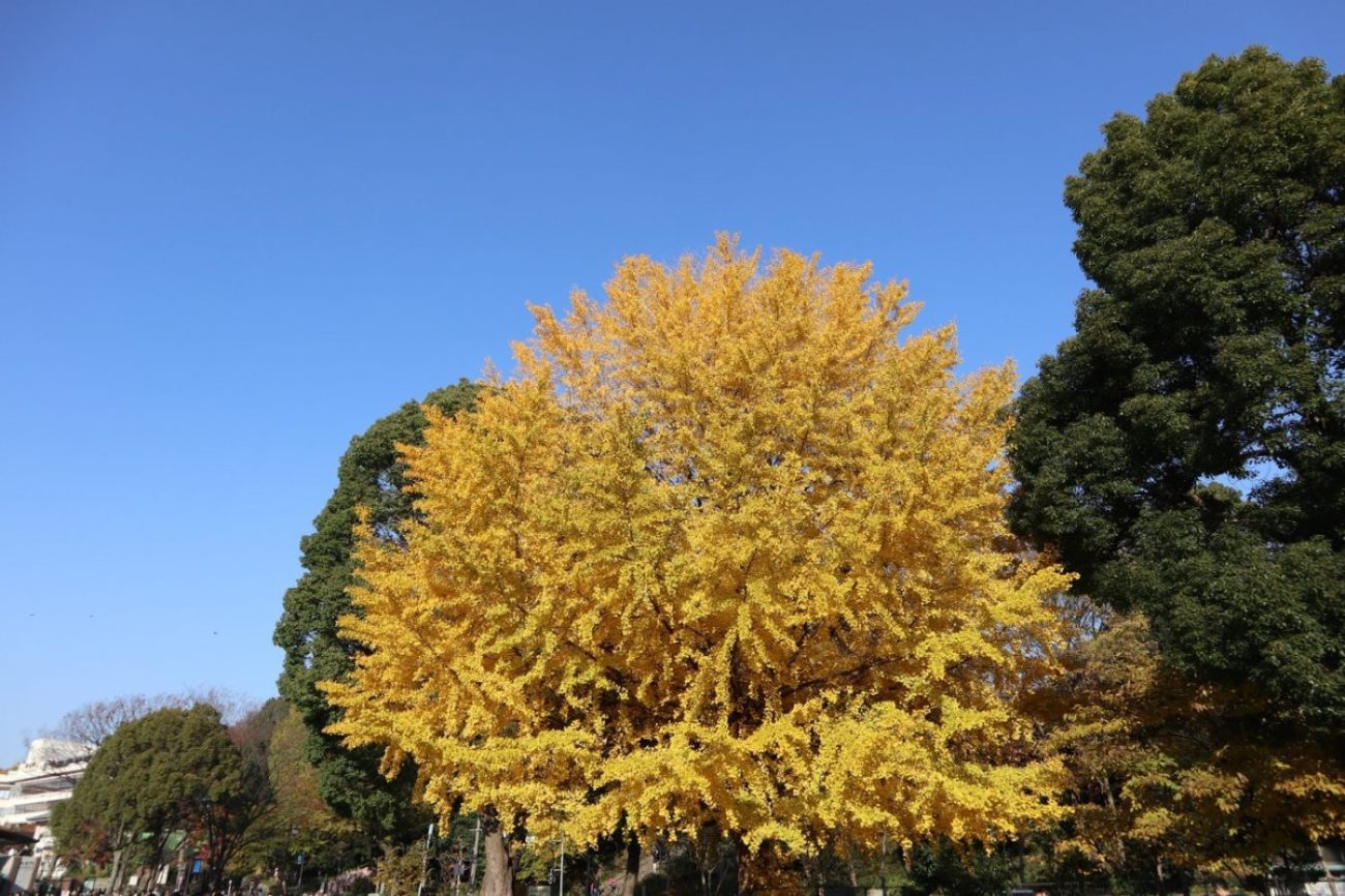 Visiting Autumn in Ueno Park Japan 2