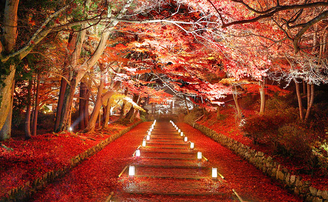 เยี่ยมชม Kiyomizu-dera Autumn Illumination ญี่ปุ่น 2024