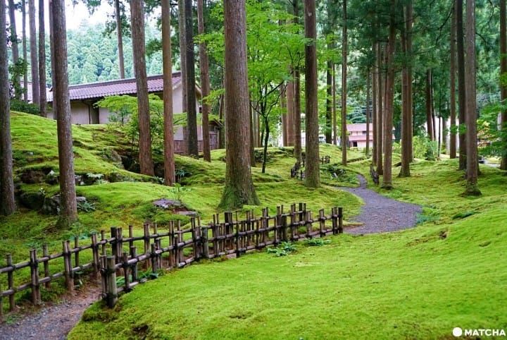 Visite Koke No Mori – Moss Forest no Japão