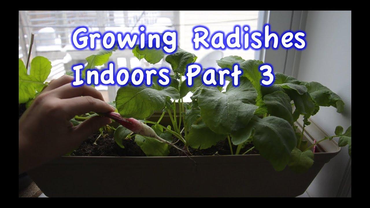 10 Tips for Growing Radishes in Pots or Containers 5