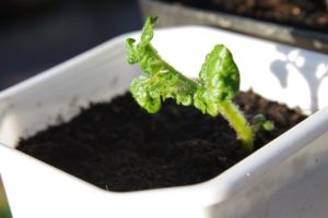 11 lời khuyên cho việc trồng dưa chuột trong bình hoa hoặc container