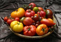 19 vườn cà chua giống như đầu mùa