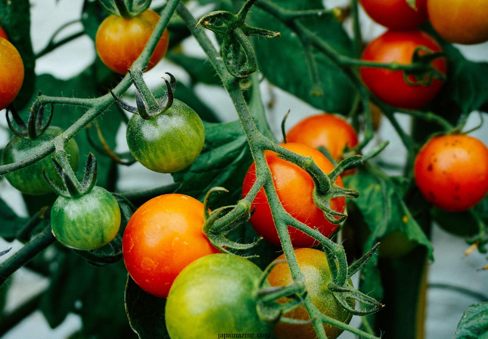 Posso cultivar tomates?