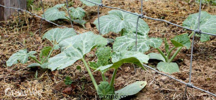 Can You Grow Tomatoes With Squash in Your Garden?