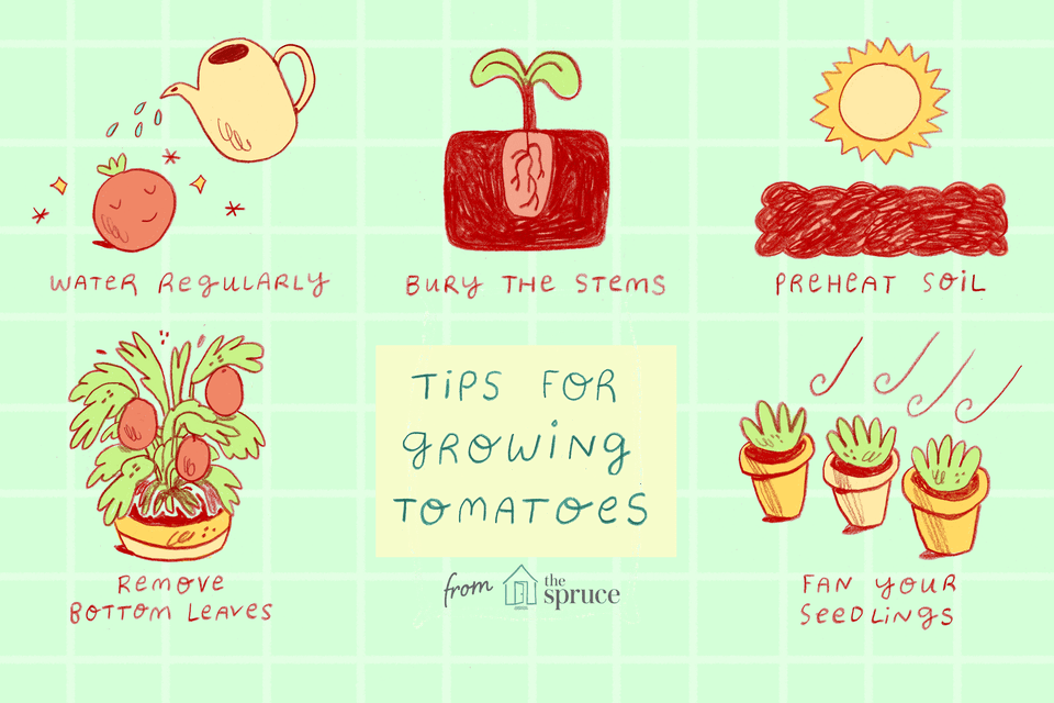 Cultiver des tomates comme un patron avec ces 10 indices simples