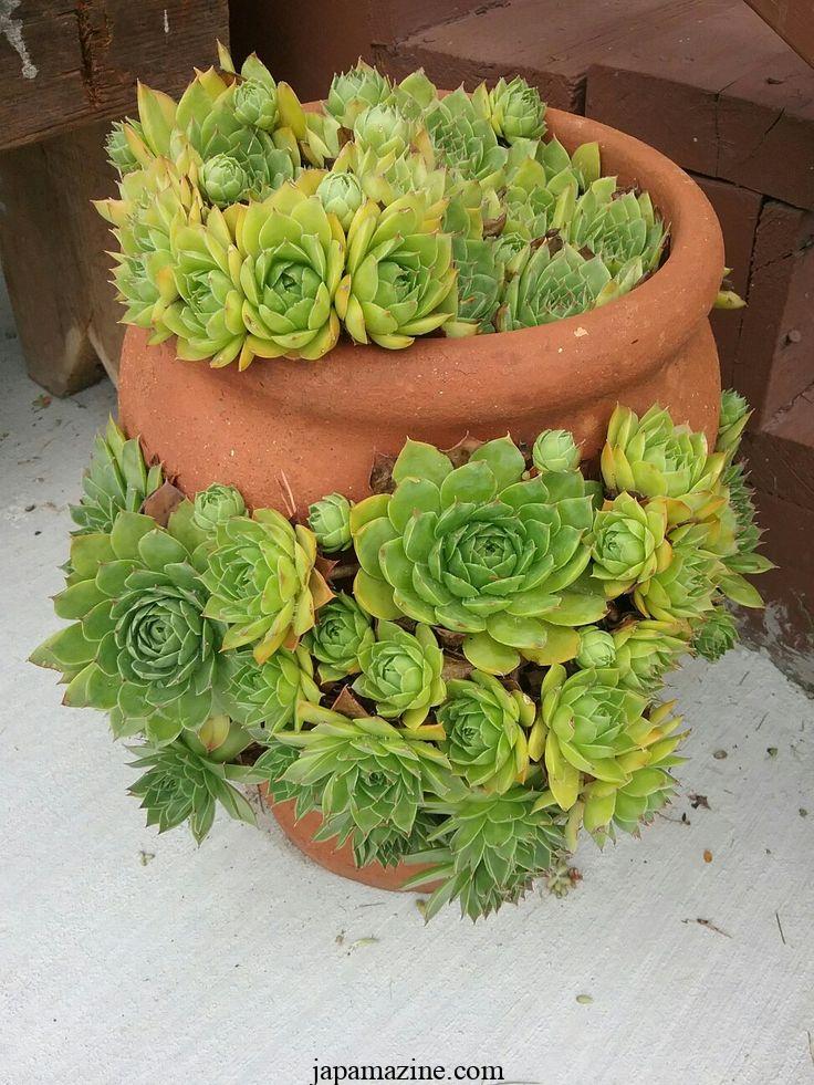Growing hens and chicks plants in gardens and pots 5