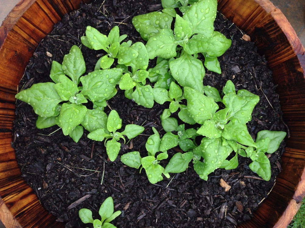 Growing spinach in containers: A seed to harvest guide 2