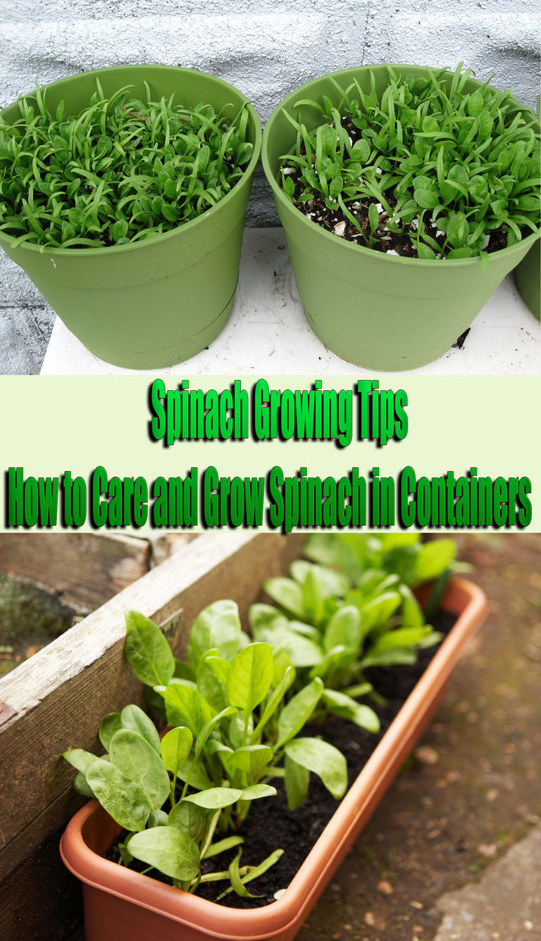 Growing spinach in containers: A seed to harvest guide 3