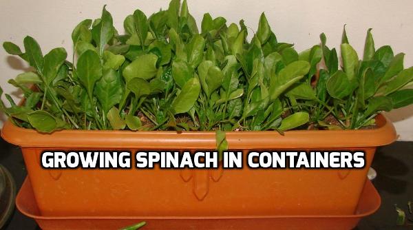 Growing spinach in containers: A seed to harvest guide 5