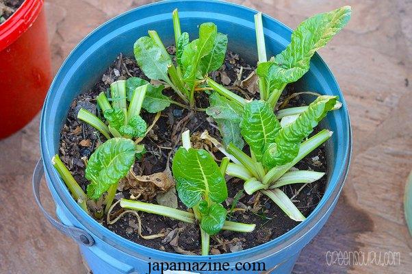 Growing spinach in containers: A seed to harvest guide 2