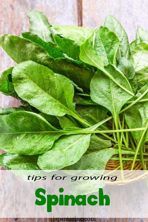 Growing spinach in containers: A seed to harvest guide