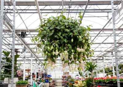 How to care for a fuchsia hanging basket