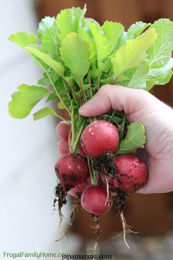 Como cultivar rabanetes a partir de sementes: dicas para a semeadura no início da primavera e nos cabos.verão