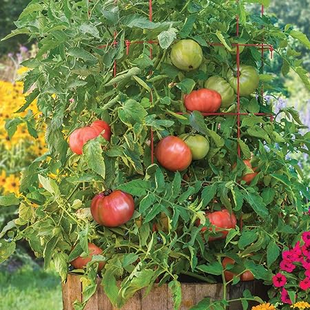 ビーフステーキトマトを植え、成長させ、世話をする方法