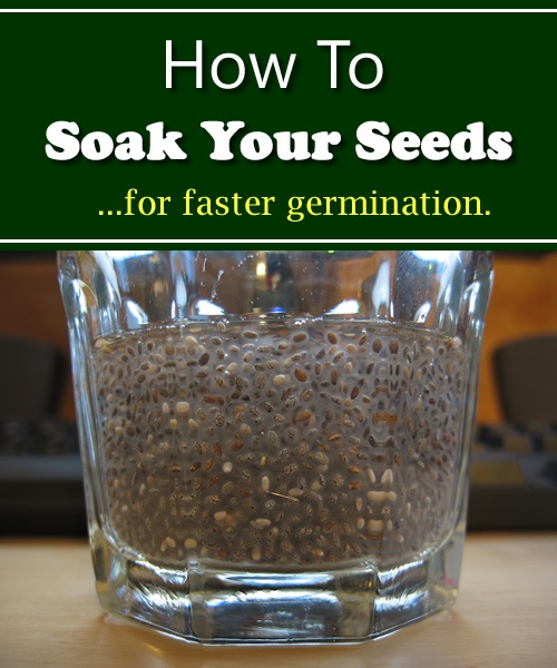 Como absorver as sementes e acelerar o tempo de germinação.