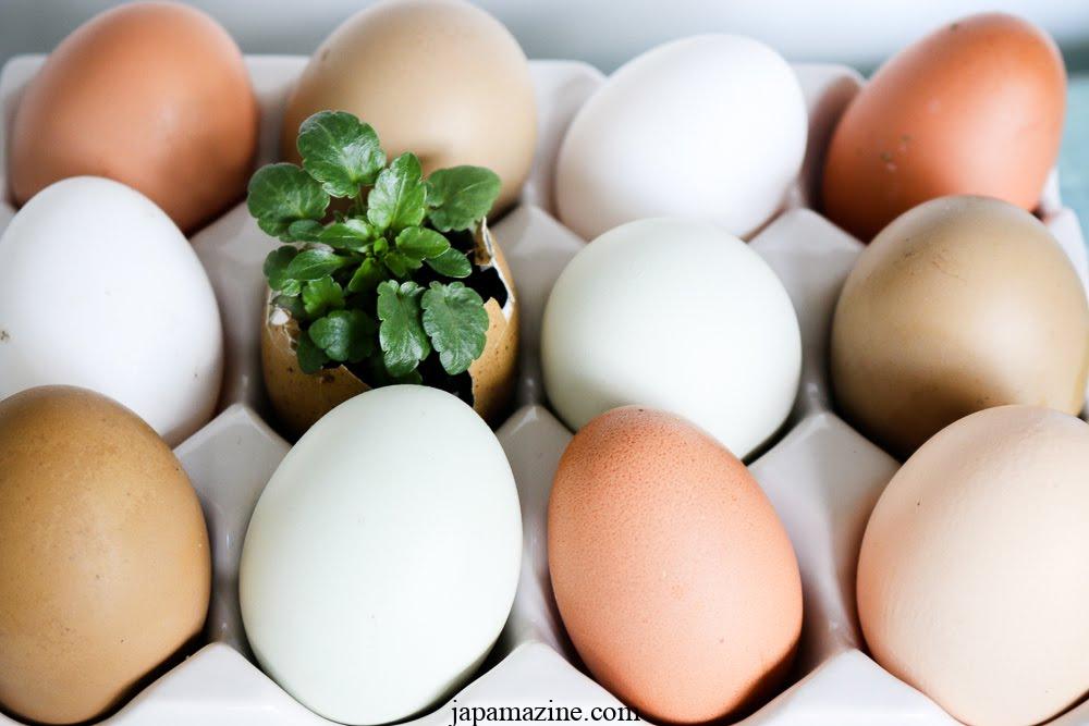 卵殻で種を始める方法：家族全員にとって楽しい！