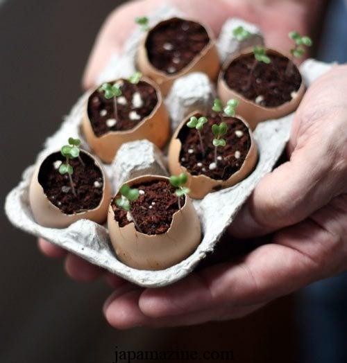 How to Start Seeds in Eggshells: Fun for the Whole Family!