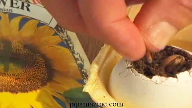 How to Start Seeds in Eggshells: Fun for the Whole Family! 2