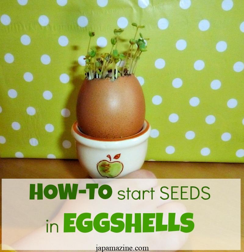 How to Start Seeds in Eggshells: Fun for the Whole Family! 3
