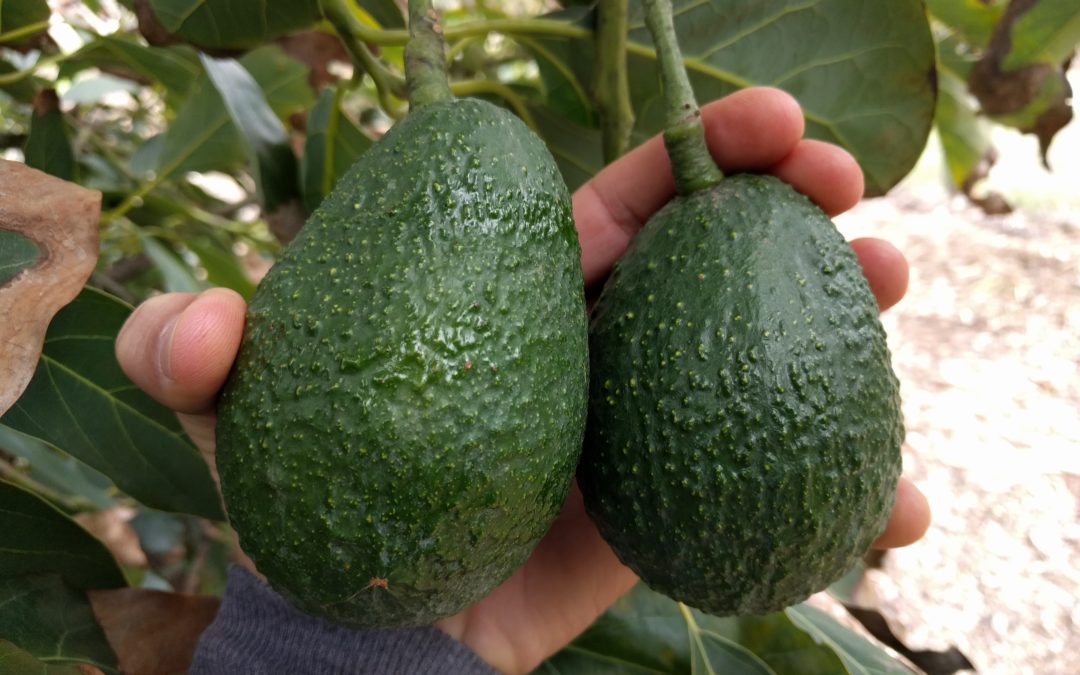 Seleziona avocado: il modo migliore per determinare se l’avocado è maturo