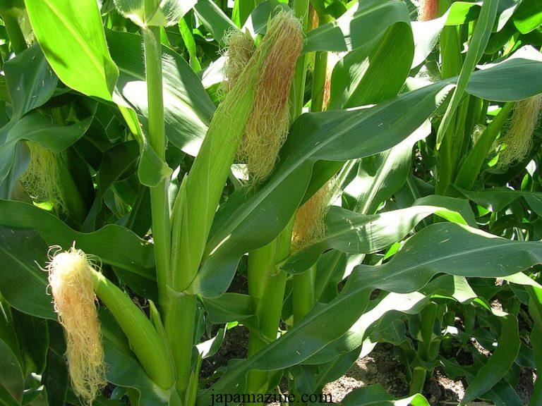 11 Corn-Growing Problems You Might Face