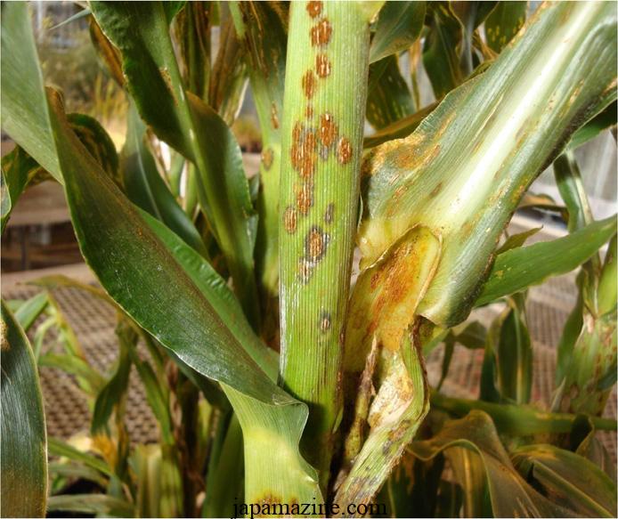 11 Corn-Growing Problems You Might Face 5